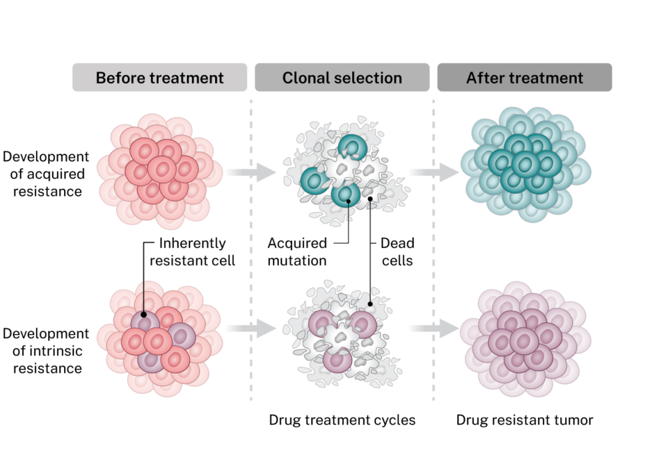 Cancer drug resistance – Scandion Oncology