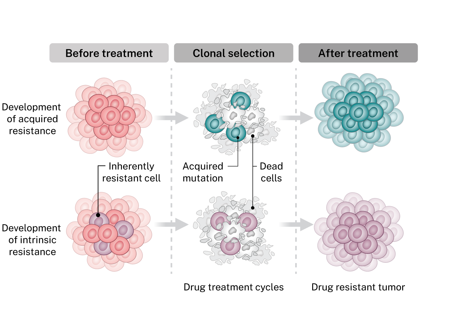 Cancer Drug Resistance Scandion Oncology Cancer Drug Resistance Scandion Oncology